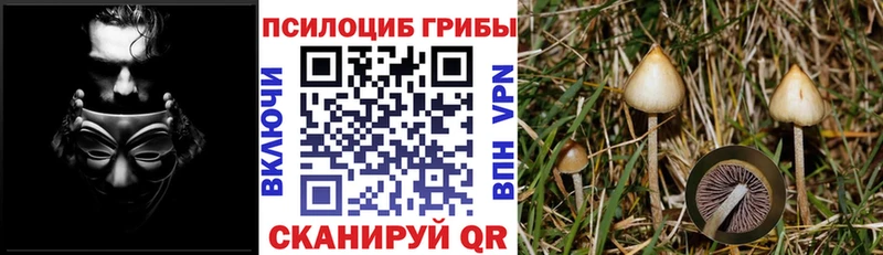 даркнет сайт  Кологрив  Галлюциногенные грибы Psilocybine cubensis 